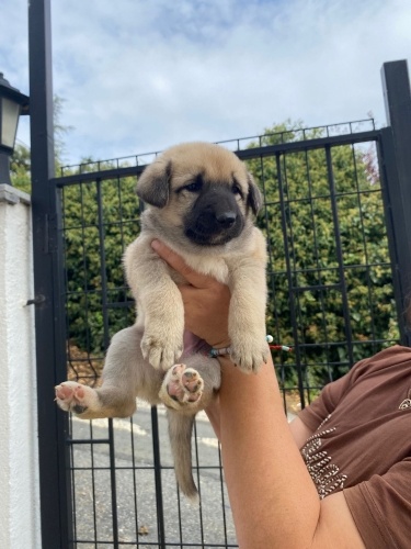 Kangal bebekler fotoğraf