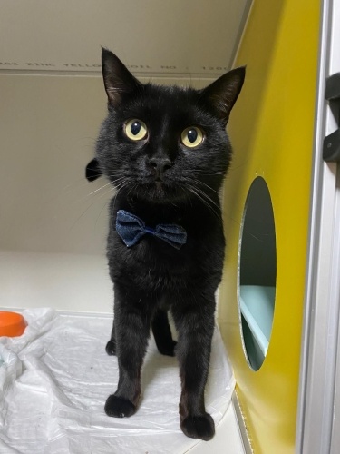 Siyah çocuk yuva arıyor fotoğraf