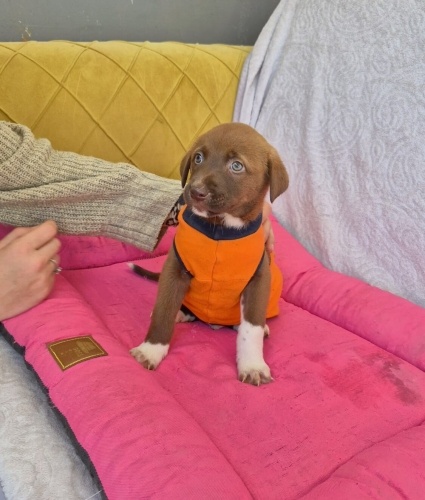 Antalya!! Karamele acil yuvaa (açıklamayı okuyun) fotoğraf