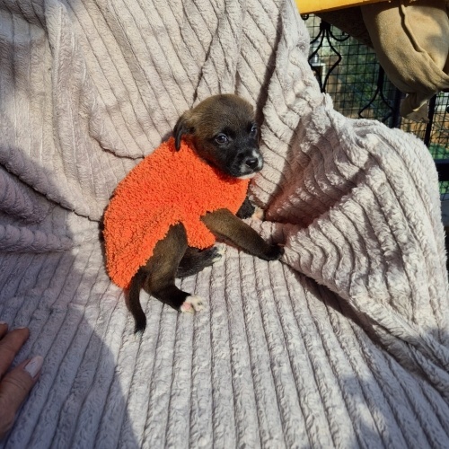 Antalya!! Lusiye acil yuva fotoğraf