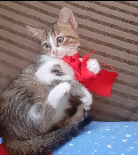 Acil yuva aranıyor fotoğraf