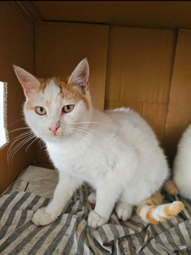 Ev kedisi güneş tel:0545 806 86 49 fotoğraf