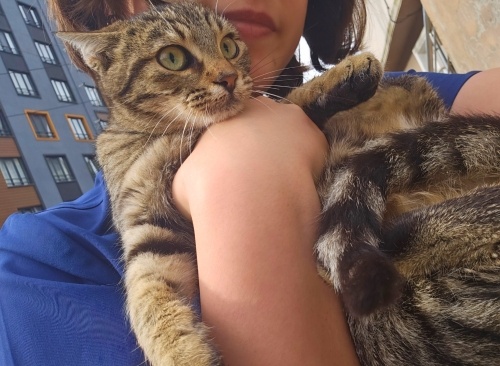 Çakıl yuva arıyor tel:0545 806 86 49 fotoğraf