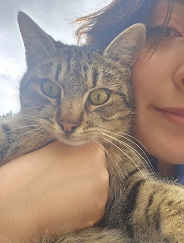 Ev kedisi fındık tel:0545 806 86 49 fotoğraf