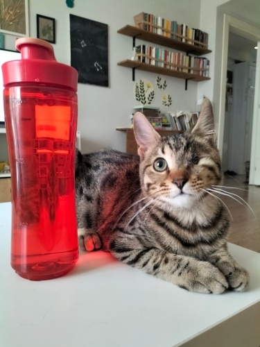 Oyuncu, sevgi dolu, mırmır oğlana yuva arıyoruz ❤️ fotoğraf