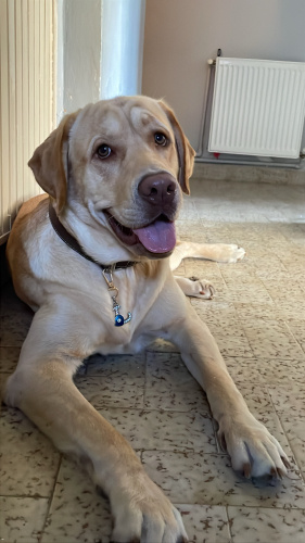 Dünyanın en sevecen köpeği lattemize yuva arıyoruz fotoğraf