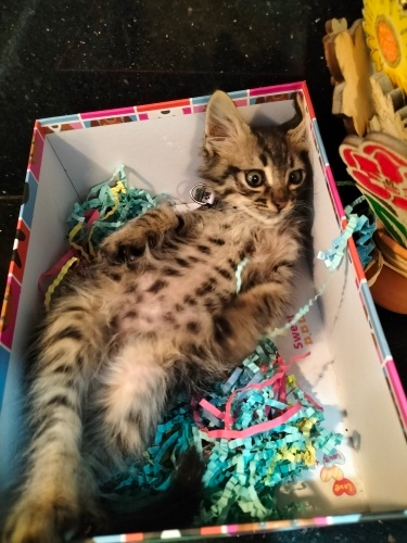 Minik göbüşlü tüylü bebişe yuva arıyoruz ❤️ fotoğraf