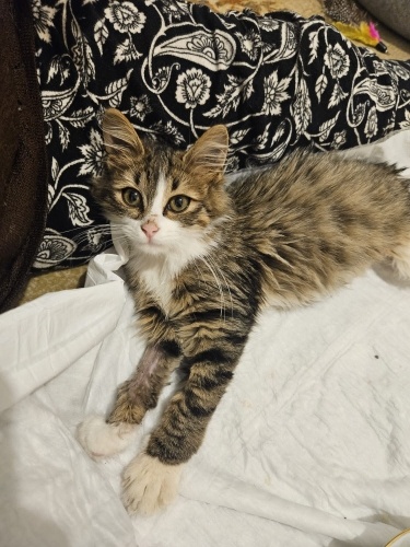 İZMİR ÜÇ PATİLİ ENGELLİ GÜZEL GÖZLÜ YAVRUMUZ HENÜZ 2.5 AYLIK fotoğraf