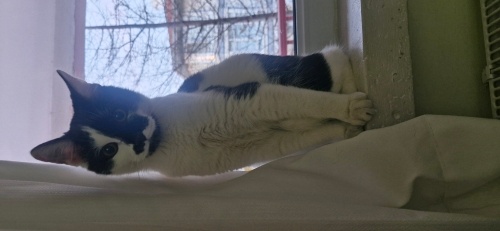 Uyumlu hareketli ilgiyi çok seven fotoğraf