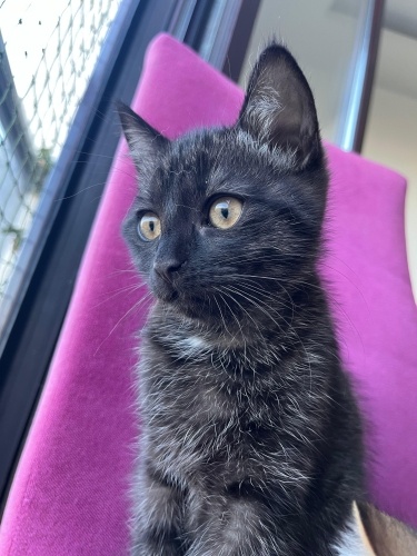 Britsh Shorthair Tekir Melezi Kara Oğlan fotoğraf