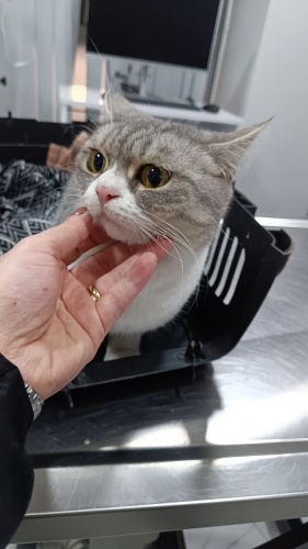 Terk edilmiş güzeller güzeli kızımıza kendi gibi ömürlük aile arıyoruz... fotoğraf