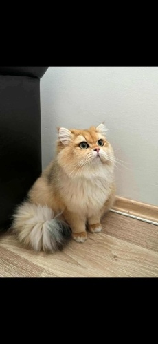 2 gün içinde acil yuva arıyor fotoğraf