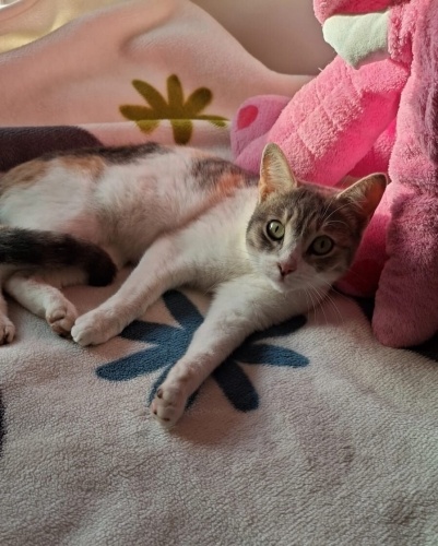 Fırıldak Kedimize Acil Yuva!! fotoğraf