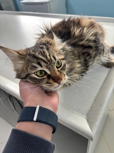 POFUDUK TEKİRE YUVA.... fotoğraf