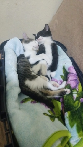 Leomuzaaa aileee ariyoruzzzzz fotoğraf