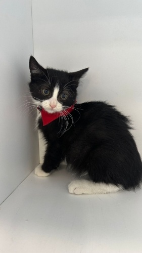 2 erkek, 1 dişi smokin yavrulara yuva arıyoruz. ACİL. SOKAĞA DÖNECEKLER fotoğraf