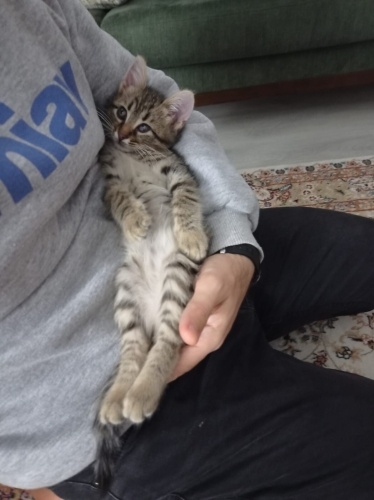 Boncuk Ankara'da ailesini arıyor fotoğraf