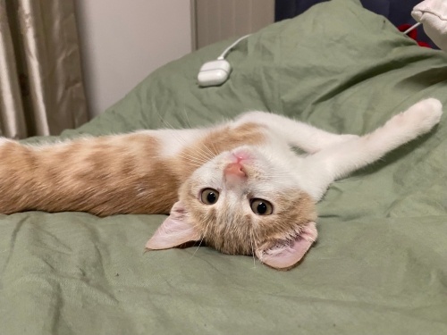 sevgi pıtırcığına yuva fotoğraf