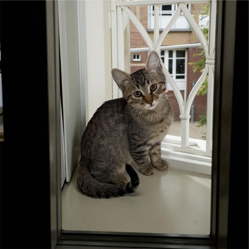 4 aylık yavru erkek kedi Leo ailesini arıyor fotoğraf