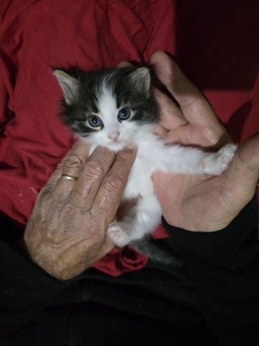 2 bebek ve anne için yuva fotoğraf