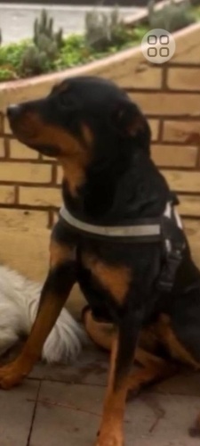 Şiddetten kurtarıldı acil güvenli yuva arıyoruz fotoğraf