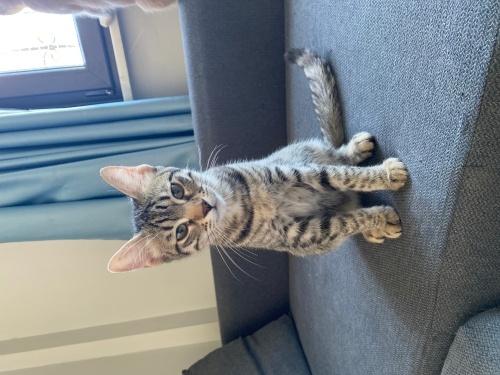 Çok acil yuva arıyoruz! fotoğraf