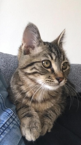 Bu İnsan Canlısı Güzel Oğlumuza Yuva Aranıyor fotoğraf