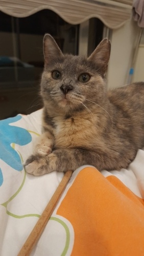 Sevimli Kedimize Sıcak Bir Yuva Arıyoruz fotoğraf