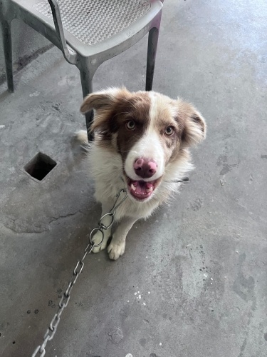 Border Collie 10 aylık yuva arıyoruz fotoğraf