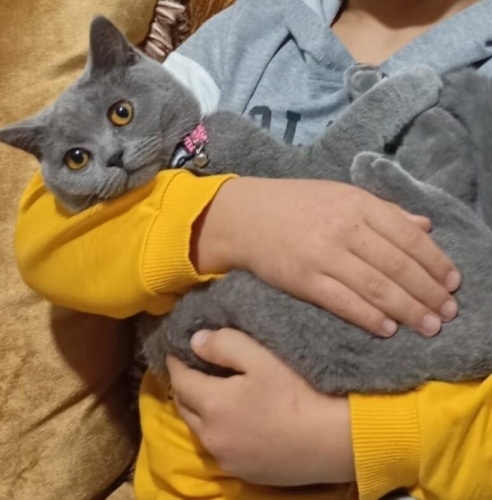 2.5 YAŞINDA ALERJİ BAHANESİYLE TERKEDİLEN BRİTİSH SHORTHAİR KIZA ÖMÜRLÜK YUVA fotoğraf