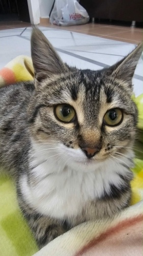 Bu dünya güzeli yavru yuva arıyor. fotoğraf