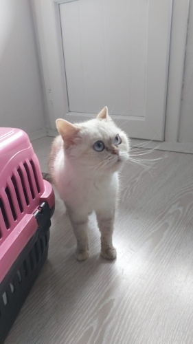 Sokağa terk edilmiş güzeller güzeli kedi fotoğraf