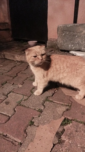 Acil Yuva arıyorum fotoğraf