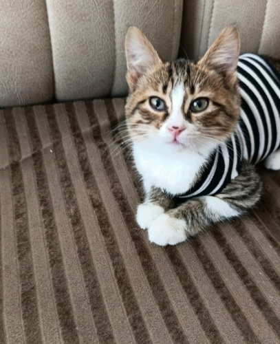 Acil yuva aranıyor fotoğraf