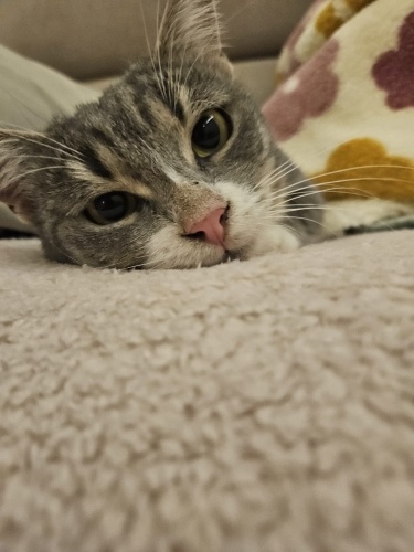 İZMİR SAHİBİ VEFAAT ETTİ. DÜNYALAR TATLISI YAVRUMUZA ÖMÜRLÜK YUVASINI ARIYORUZ fotoğraf