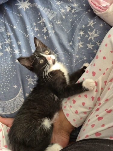 Minti Evinize Neşe Getirsin fotoğraf