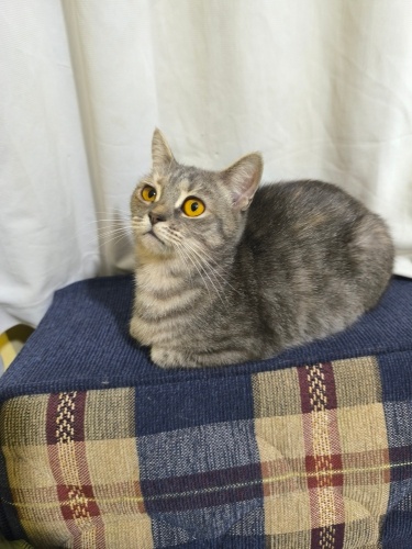 Scottish kedi ücretsiz sahiplendirmek istiyorum fotoğraf