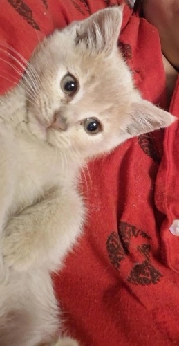 Lokum Evinize Neşe Getirsin fotoğraf