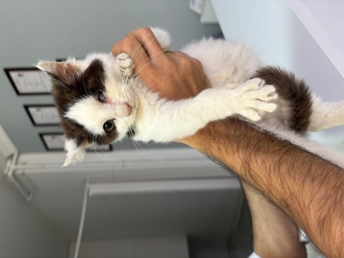 Tek Gözü Görmeyen Pofuduk Çocuğa Yuva fotoğraf