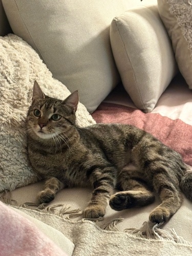 Hanım kızım ÇITÇIT fotoğraf