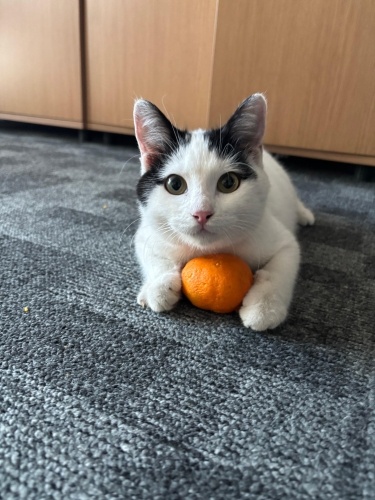 Güzel Gözlü Mır Makinası Sevgi Dolu Bebek fotoğraf