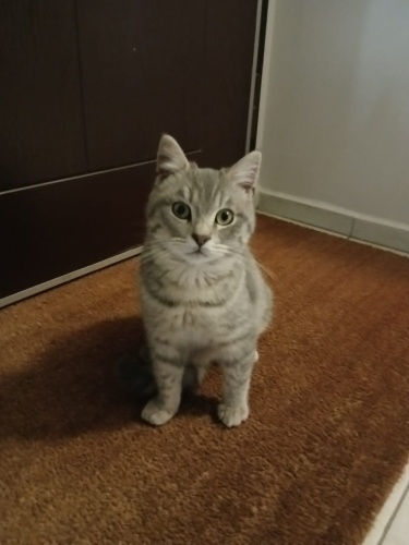 Kedi 6 aylik annesi britosh babasini bilmiyorum melez olablr aşıları yapıldı kum fotoğraf