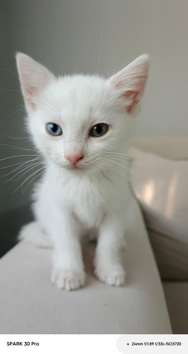 Masum güzellikte van kedisi fotoğraf