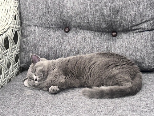 Sevimli ve sakin fotoğraf