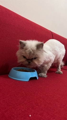 Sahibi terk etti ve geri almak istemedi fotoğraf