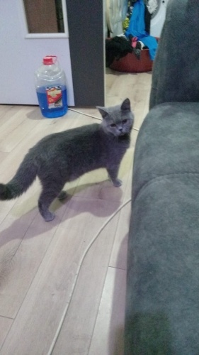 Güzel kız yuva arıyor fotoğraf