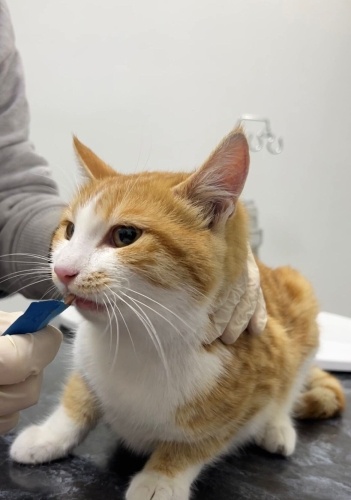 AİLESİ SANDIĞI KİŞİLER TARAFINDAN TERK EDİLEN HERA'YA YUVA fotoğraf