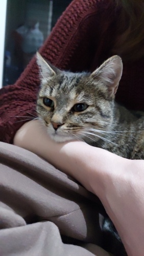 1 2 yaşında sevimli tekir kediye yuva arıyoruz fotoğraf