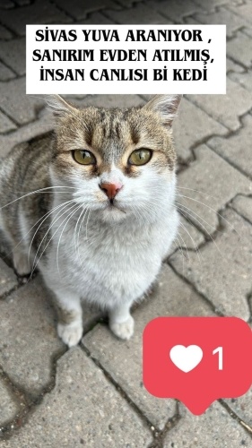 6 aylık sokağa atılmış tekir kediye yuva arıyoruz fotoğraf