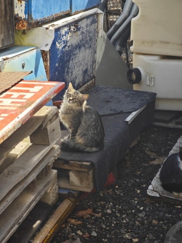 Güzel kedimiz Güzel'e sıcak bir yuva arıyoruz.. fotoğraf